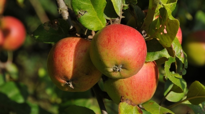 Äpfel 16 x 9 aMAN_6636